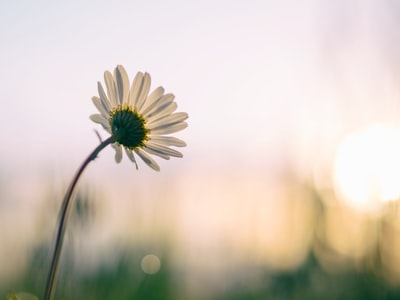 白雏菊的选择性聚焦摄影